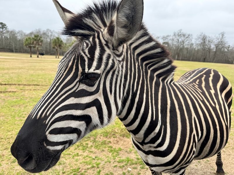 Zebras Roaming Right Before Your Eyes