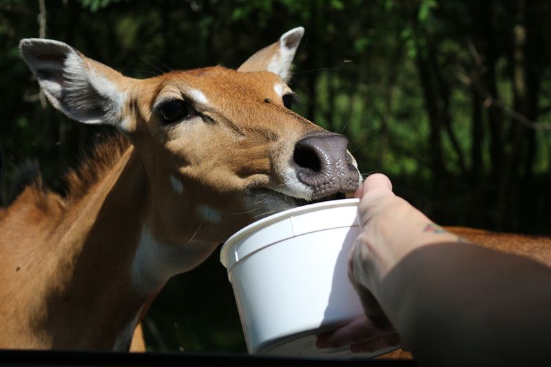 Feeding The Animals Up Close