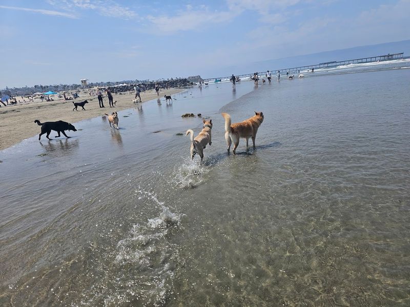 OB Dog Beach