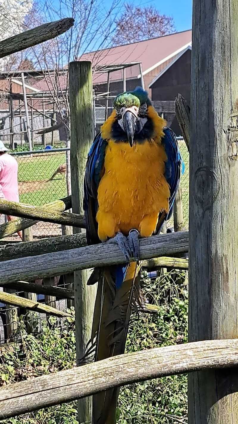 Budgie Aviary Where Birds Land On Your Shoulders