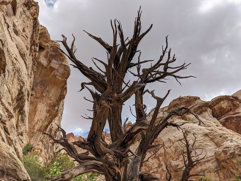 Capitol Gorge Trail, Torrey