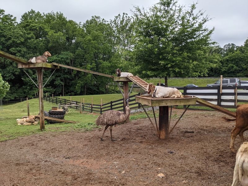 The Petting Zoo That Delights Every Age