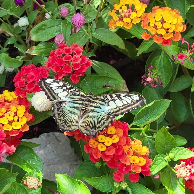 Butterfly Festival Magic Every Summer