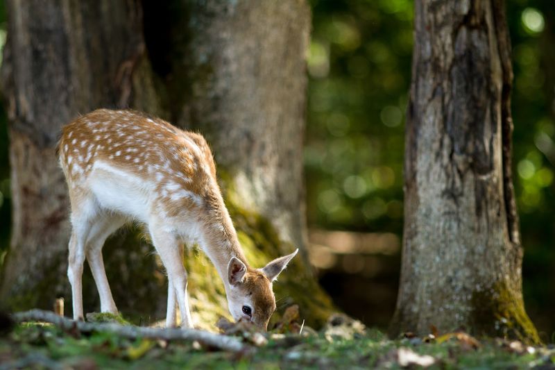 Virginia Safari Park