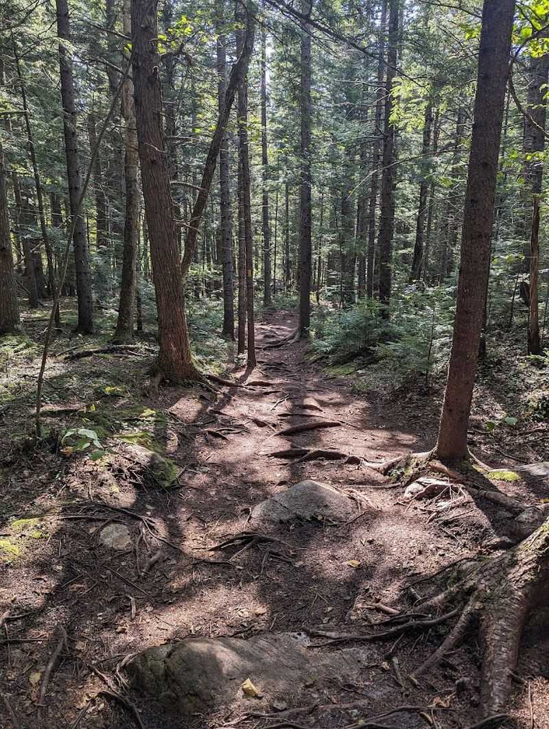 The Forest Setting That Frames Everything