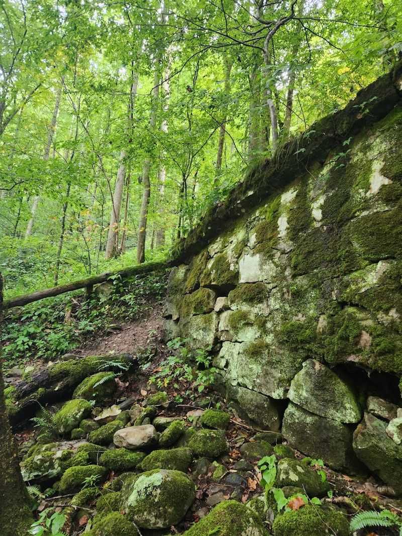 The Forest That Makes You Forget About Your Phone