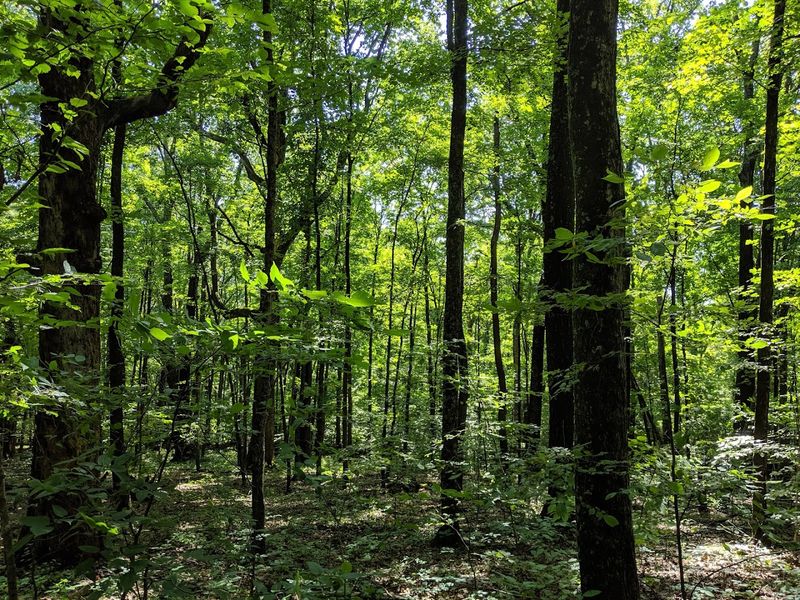 Why This Is Not Your Typical Midwestern Forest