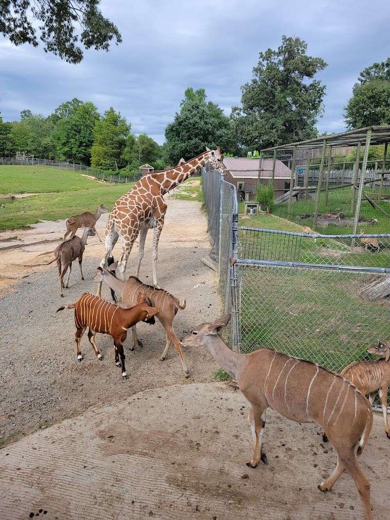 Safari Train Ride And The Lay Of The Land