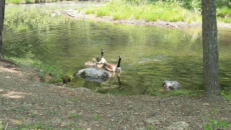 Wildlife That Does Not Hide