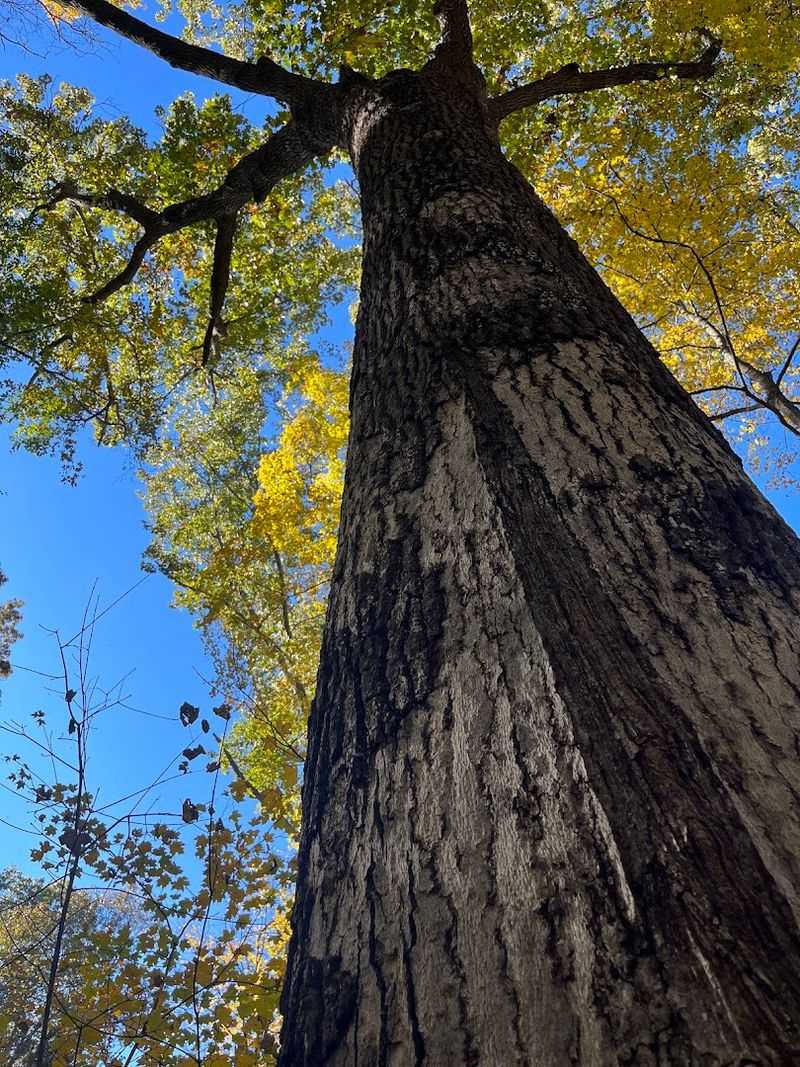 Why Preserving Old-Growth Forest Matters