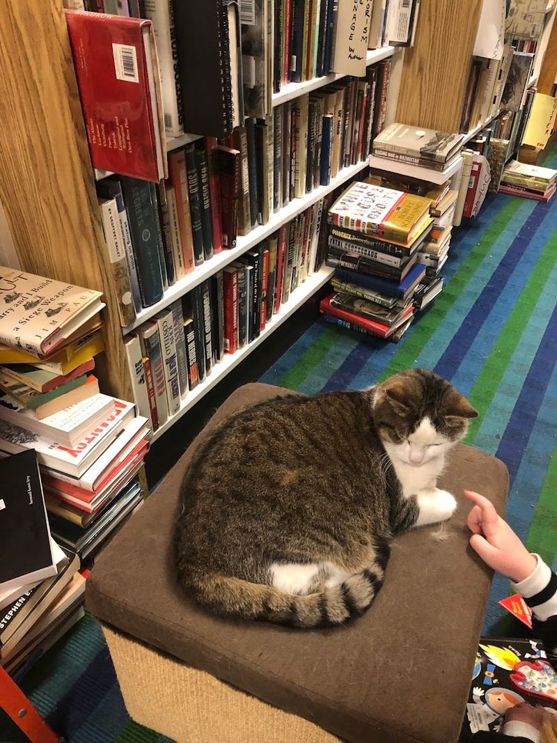 The Resident Cats Who Rule The Aisles