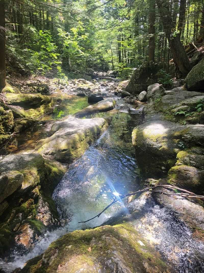 The Forest Walk Along Evans Brook