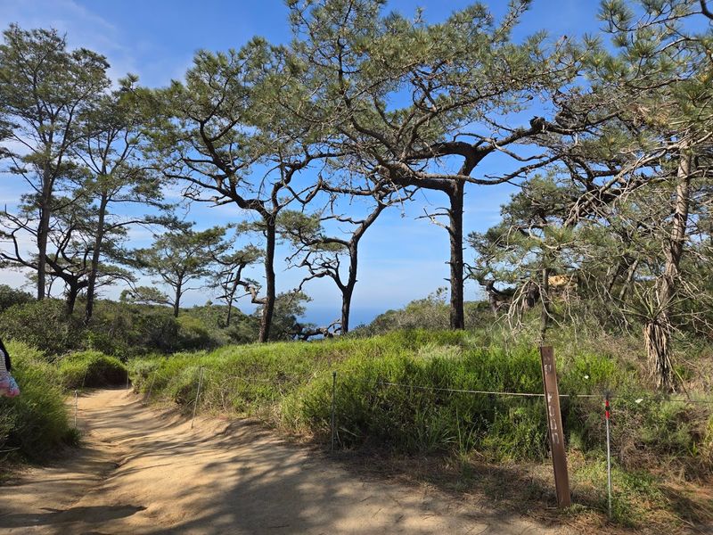 The Ancient Trees That Give This Place Its Name