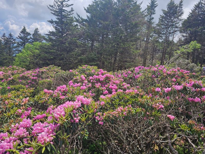 Roan Mountain State Park
