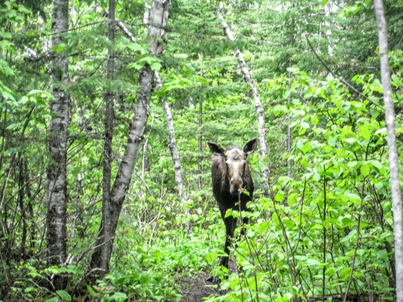 Wildlife And The Wild World Around You