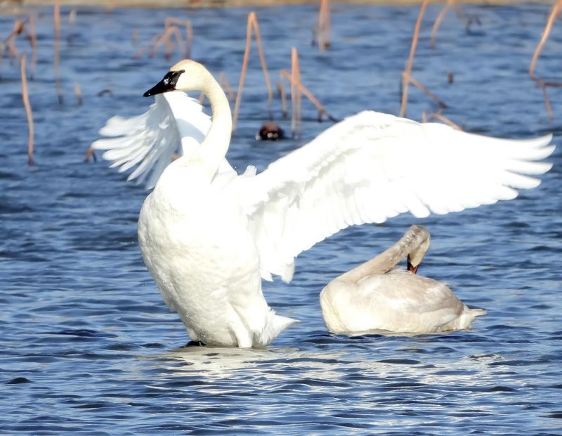 Swan Lake State Park