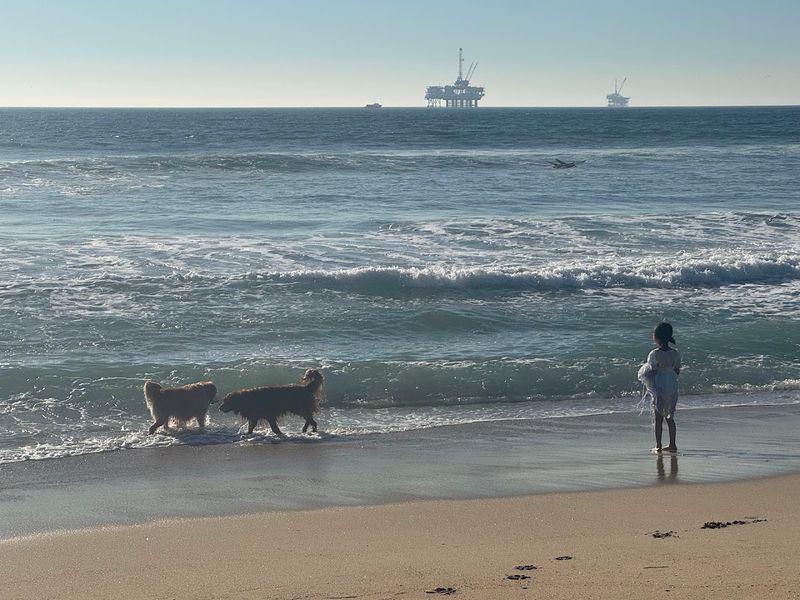 Huntington Dog Beach