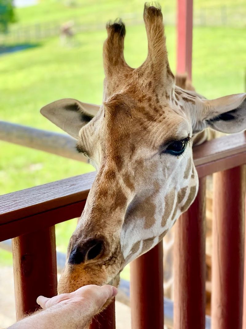 Feeding The Animals Up Close