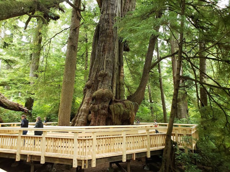 What The Forest Sounds Like