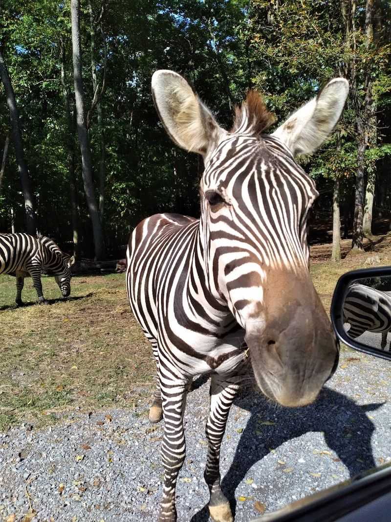 The Drive-Through Safari Experience
