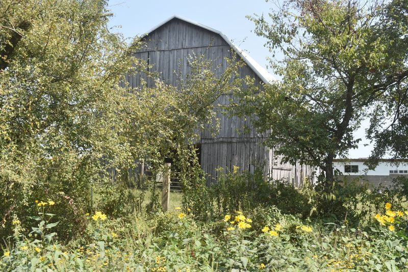 Wildlife, Wildflowers, And What Else Roams These Woods