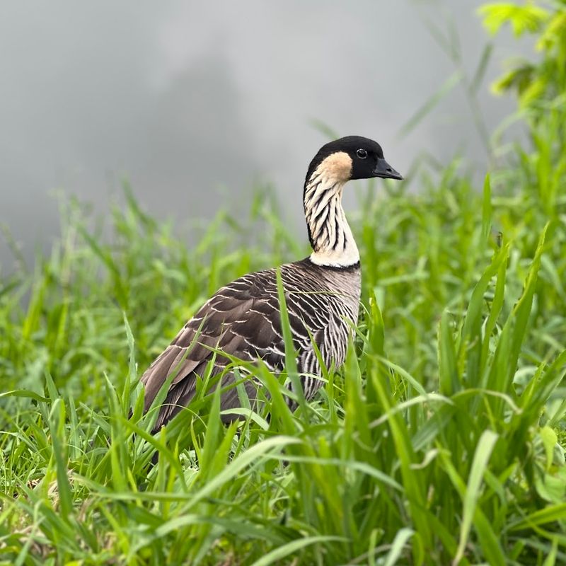 A Wildlife Refuge Hidden In Plain Sight