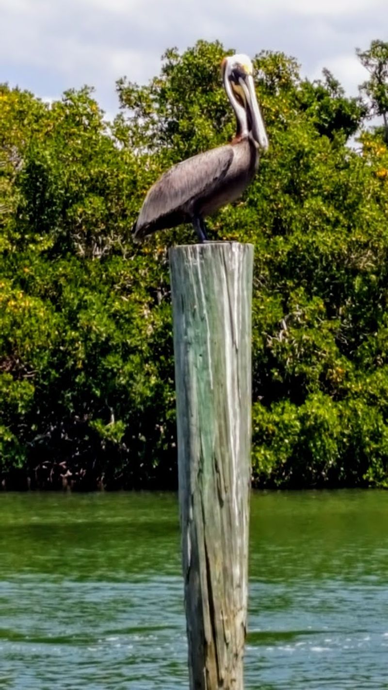 Wildlife That Lives Here Year-Round