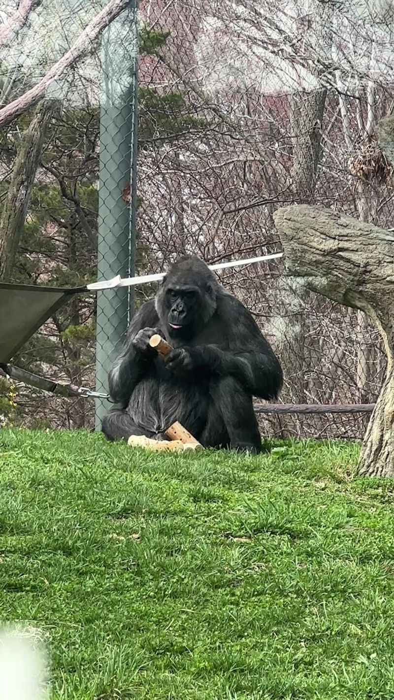 The Gorilla And Primate Exhibits