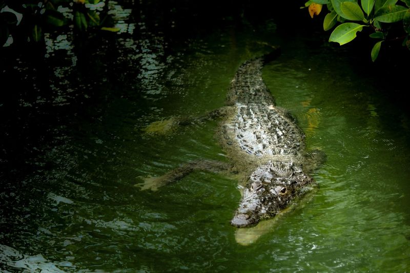 Airboat Rides Add To The Full Florida Experience