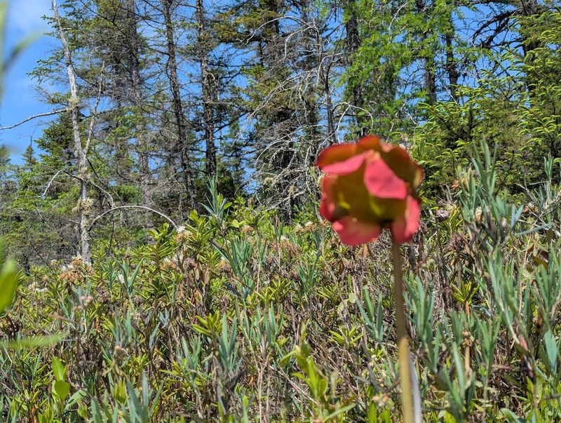 Pitcher Plants And The Art Of Eating Insects