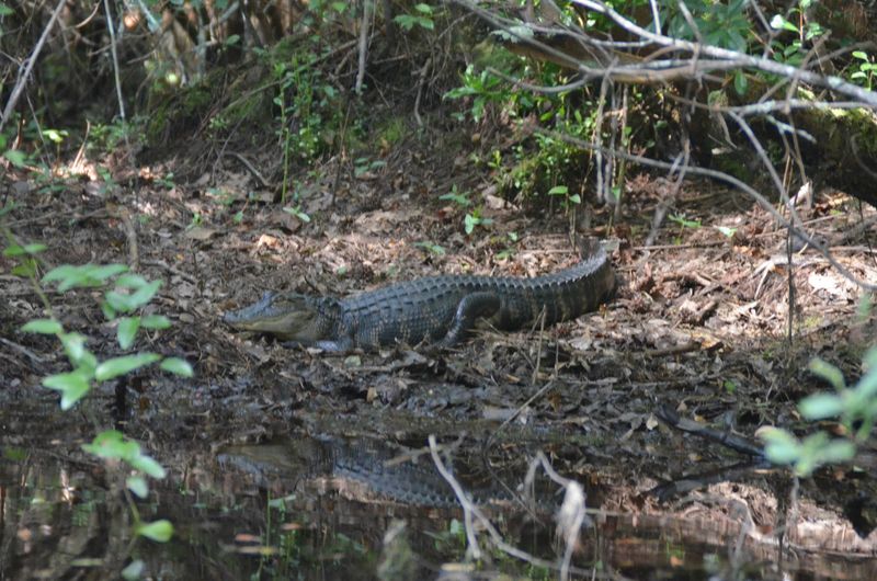 Alligators In The Wild And What That Really Feels Like