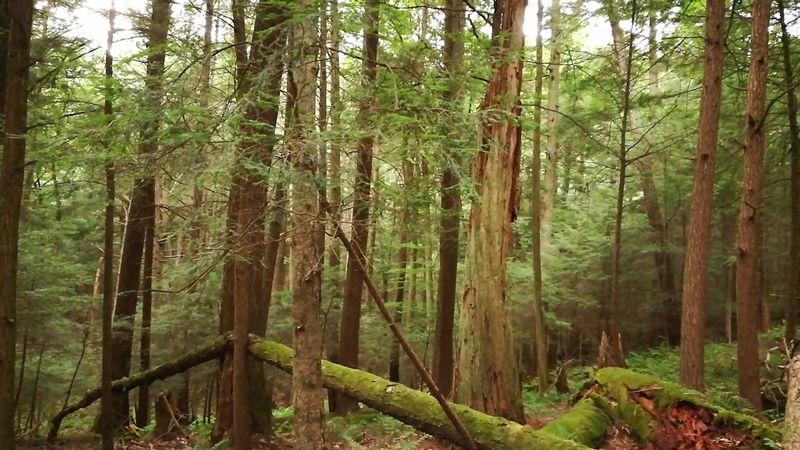 How This Forest Got Its Official Protection
