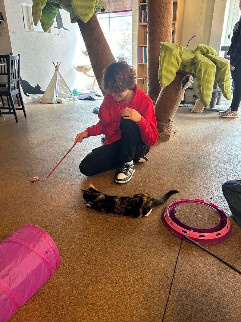 Inside The Cat Room Experience