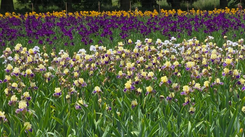 Timing Your Visit For Peak Color