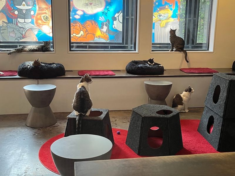 How The Cat Lounge Experience Actually Works