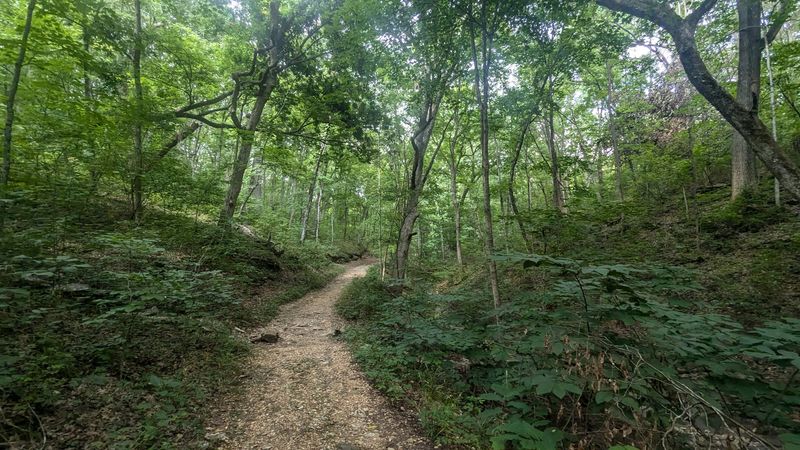 A Forest That Feels Alive At Every Turn