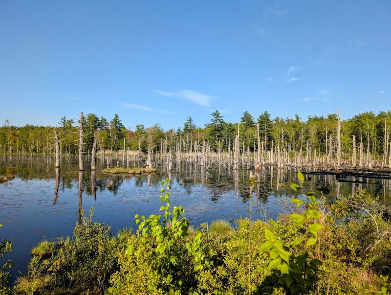 Wildlife, Fields, And A Surprise Beaver Pond