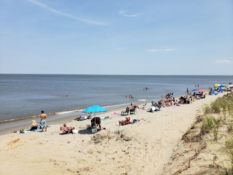 A Birdwatcher's Daydream