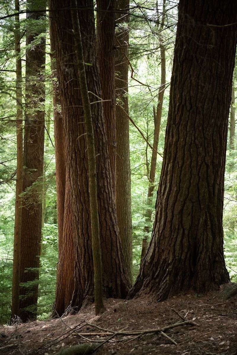 What The Trees Actually Look Like Up Close
