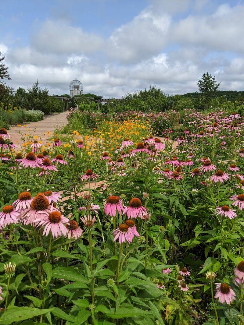 Native Plants That Actually Teach You Something