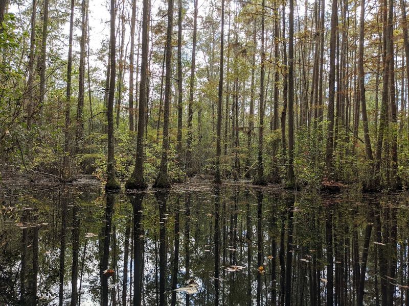 Canoeing And Kayaking Through The Bay