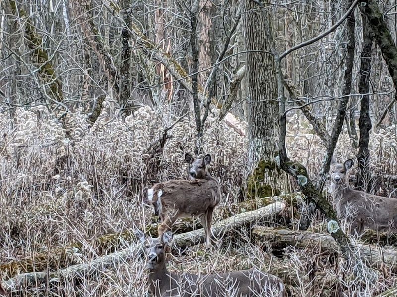 Wildlife You Might Spot Along The Way