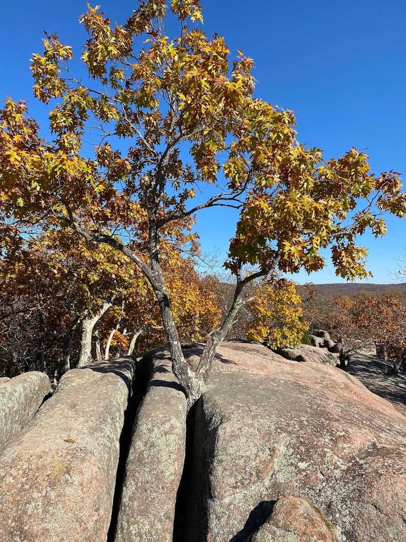 Wildlife And Wildflowers Hiding Among The Rocks