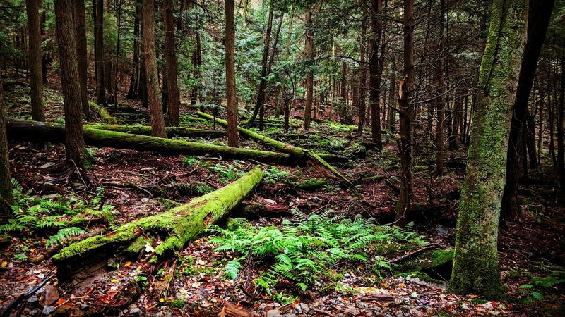 Wildlife That Calls This Ancient Forest Home