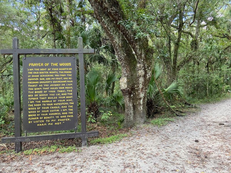 A Peaceful Walk Through Lush Florida Nature