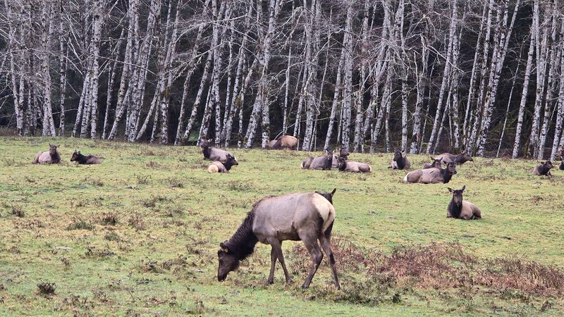 Wildlife Hiding In Plain Sight