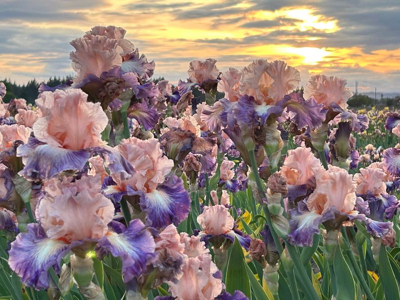 What Acres Of Irises Actually Look Like At Full Bloom