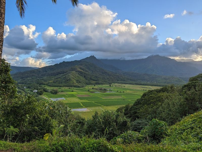 Taro Fields That Have Fed Generations