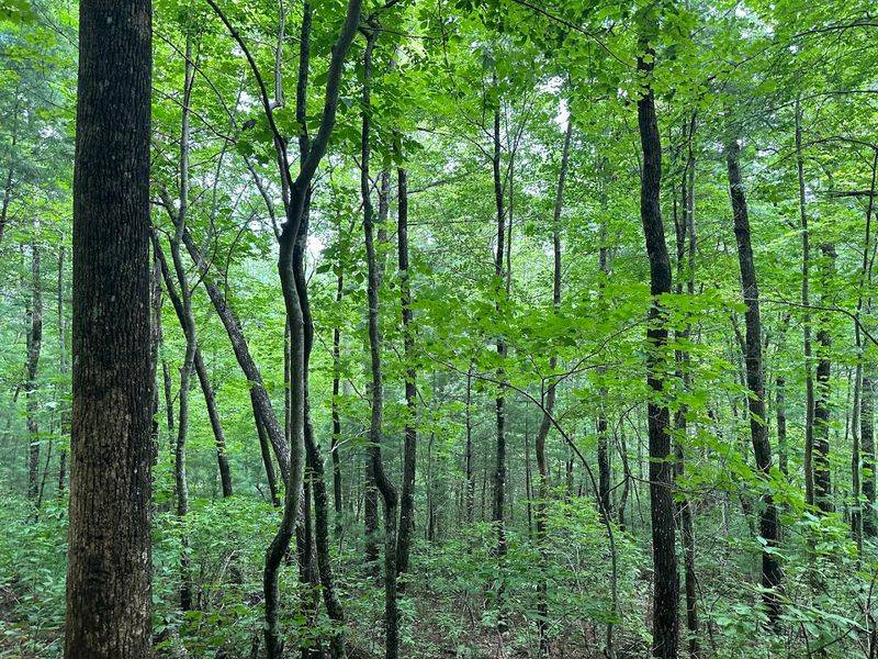 The Forest Scenery Along The Way