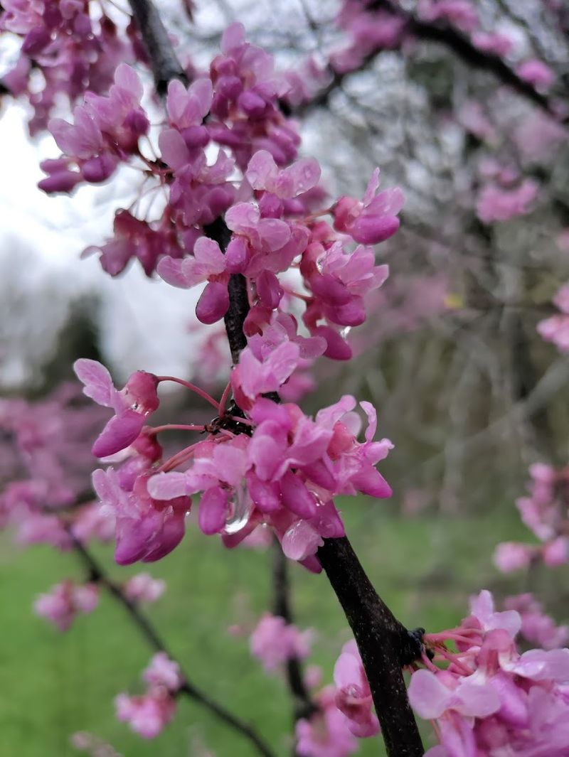 Wildflowers Everywhere You Look